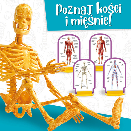 Lisciani Mały Geniusz Poznaj ciało człowieka 101474
