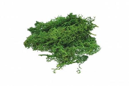 Mech 10g ciemno zielony MS2 688958