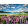 Clementoni Puzzle 1500 HQ Lupins at Lake Tekapo 317288