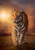 Clementoni Puzzle 1500 HQC Tiger 318063