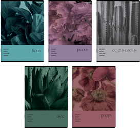 Zeszyt Top 2000 A5 60k krata 70g Botany 431121