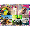 Puzzle Trefl 4x250 Zabawne zwierzaki 133134