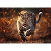 Puzzle Trefl 1000 Premium Plus Photo Odyssey Dziki Leopard 108187 