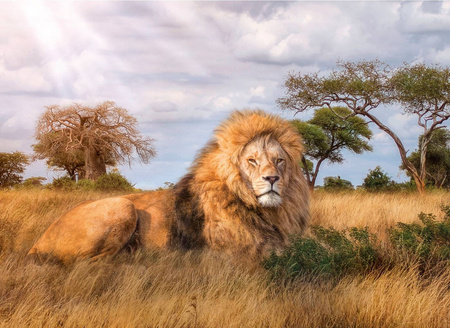 Clementoni puzzle 1000 hqc the king 
