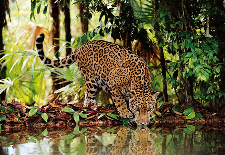 Clementoni puzzle 2000 elementów leopard 