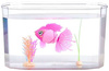 Little live pets pływająca  rybka z akwarium 262832