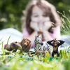 Schleich Dzikie Zwierzęta - Zestaw startowy Farm World 012723