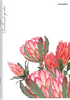 Zeszyt Top 2000 A5 80k linia z marginesem 70g Flowers 411901
