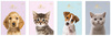 Zeszyt in 16 krata uv kol puppy sign 226921