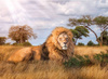 Clementoni puzzle 1000 hqc the king 