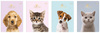 Zeszyt in 16 krata uv kol puppy sign 226921