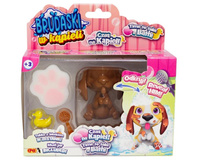Beagle Biało Brązowy