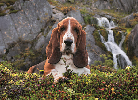 Clementoni puzzle 1000 charlie brown 395118