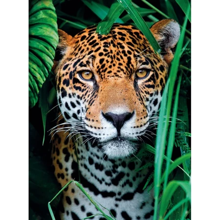 Clementoni Puzzle 500 HQ Jaguar in the Jungle 351275