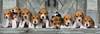 Clementoni puzzle 1000 panorama pieski beagles